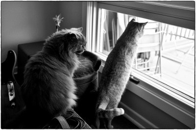 two_cats_window