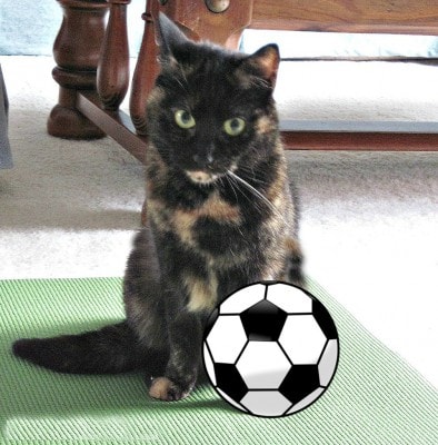 cat_soccer