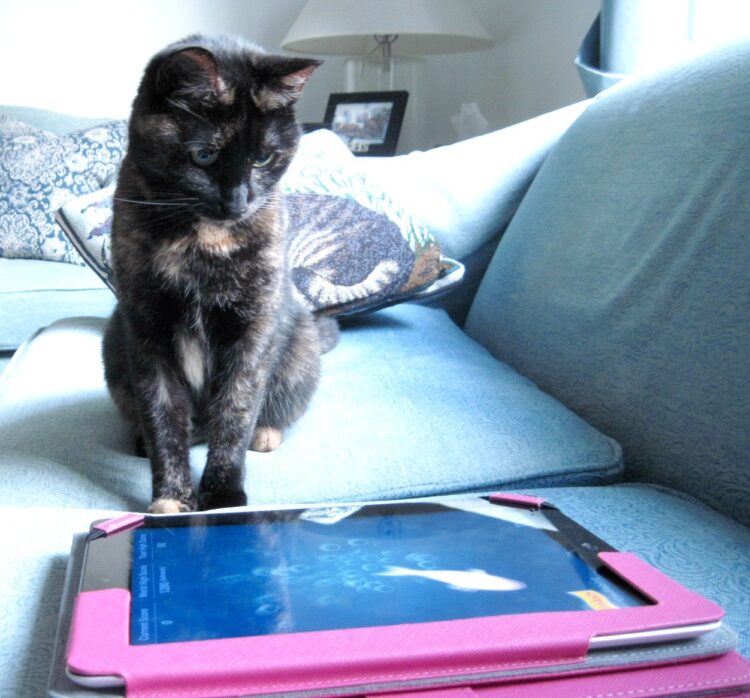 cat_with_iPad