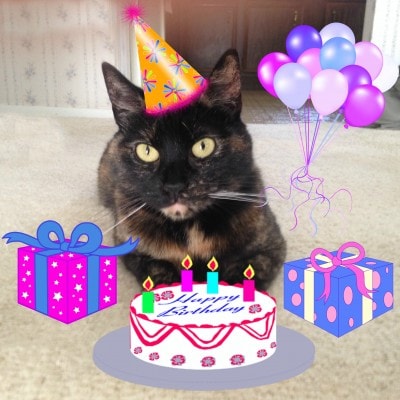cat_birthday