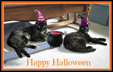 Halloween_cats