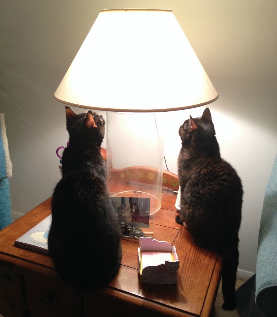 cats_with_lamp