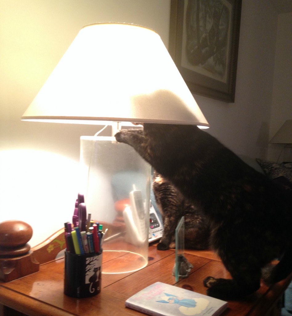 cat_with_lampshade