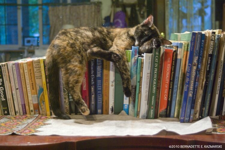 cat-on-books