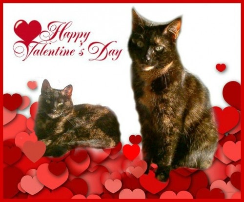Valentines-day-cats