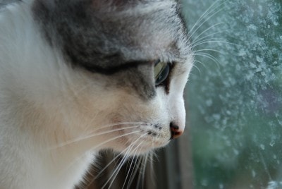 cat-window-frost