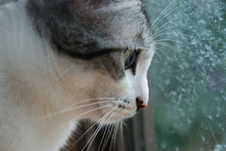 cat-window-frost