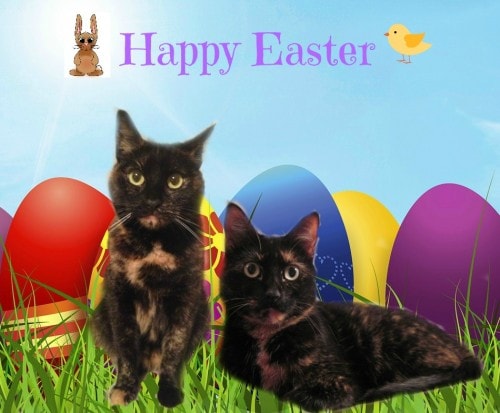 Easter-cats