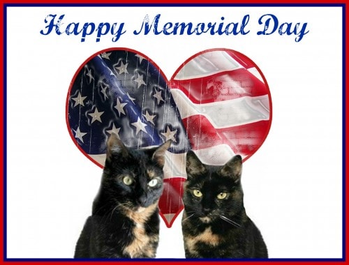 memorial-day-cats