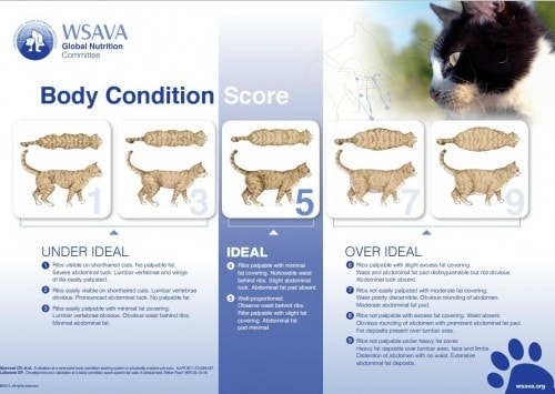 feline-body-condition-chart