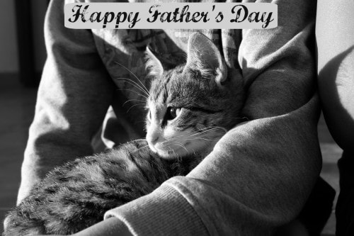 Fathers-day-cat