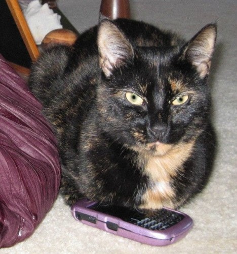 cat-smartphone