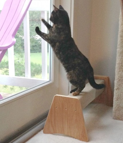 cat-at-window