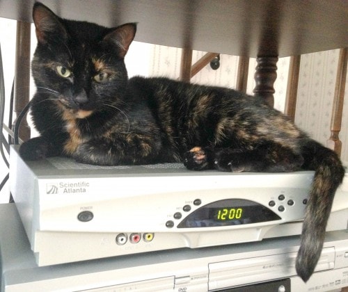 cat-on-cable-box