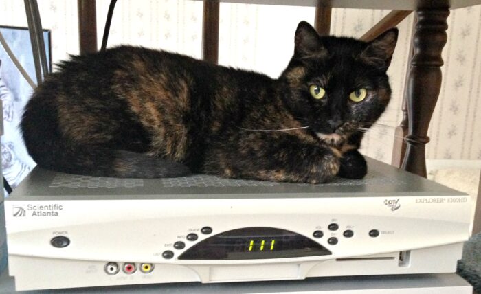 cat-on-cable-box