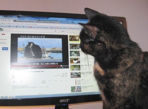 cat-watching-video