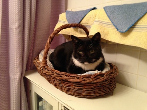 cat-in-basket