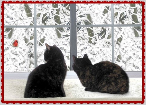 Christmas-cats-snow