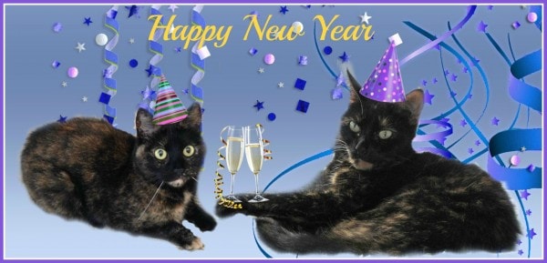 New-Year-cats