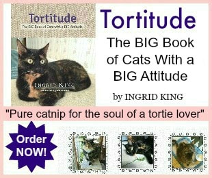 Tortitude 300x250 with border at risk edited