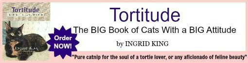Tortitude banner for posts with border