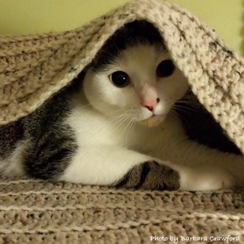 cat-under-blanket