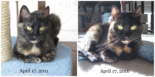 cat-adoption-anniversary