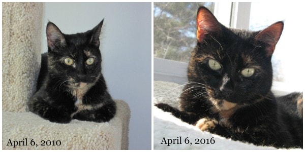 cat-adoption-anniversary