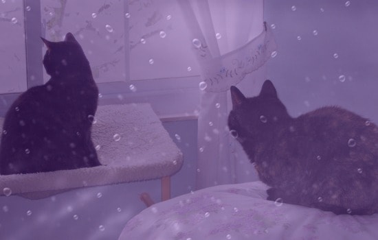 purple-rain-cats