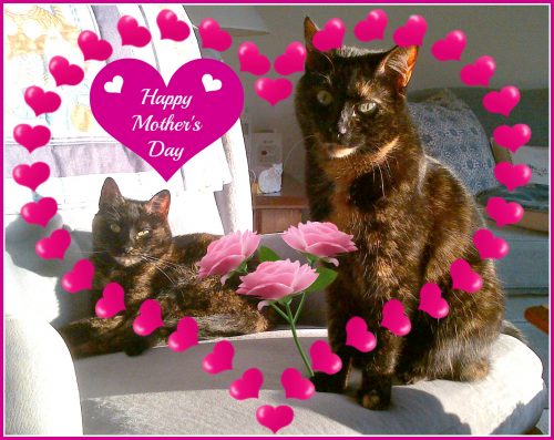 Mothers-Day-cats