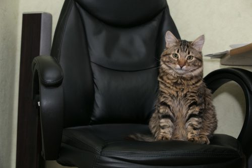cat-office-chair