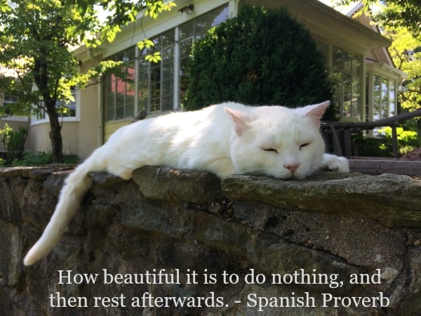 doing-nothing-cat