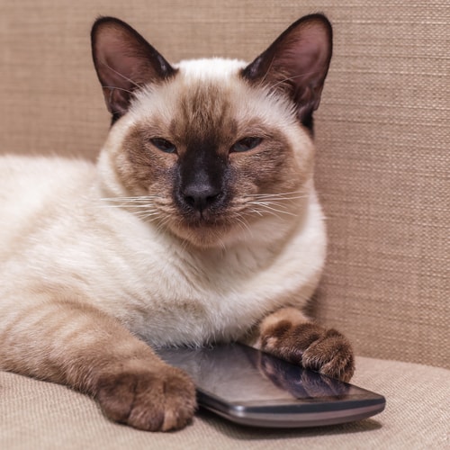cat-with-phone