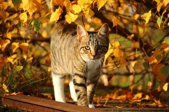 thanksgiving-cat-autum-fall