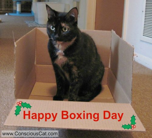 boxing-day-cat