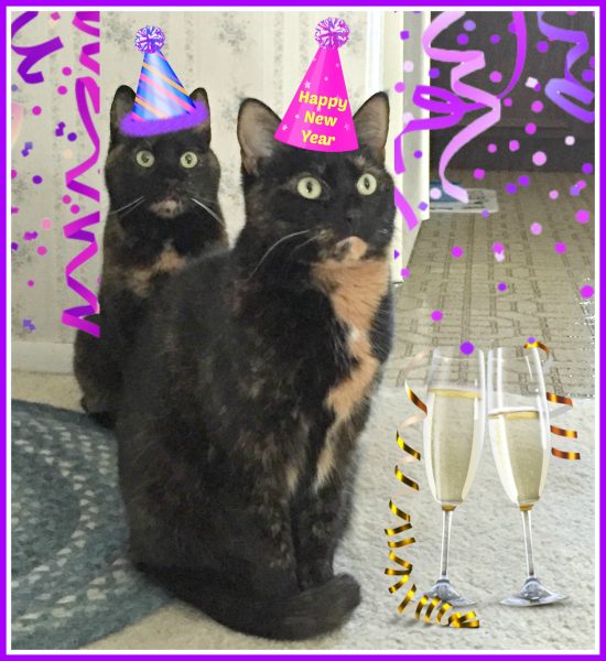 new-years-cats