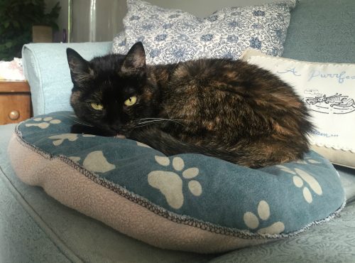 tortoiseshell-cat-pillow