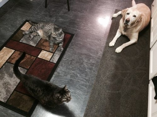 Jeff-Plate-cats-dog