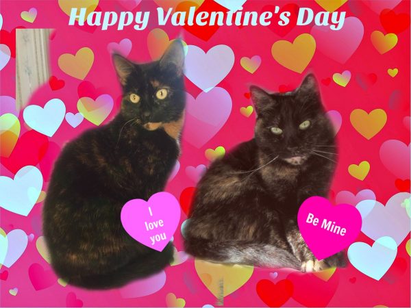 valentines-day-cats