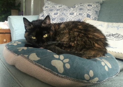 cat-on-pillow