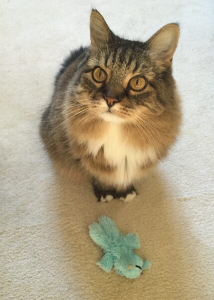 cat-with-toy