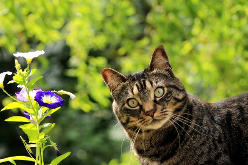 cat-spring-flowers