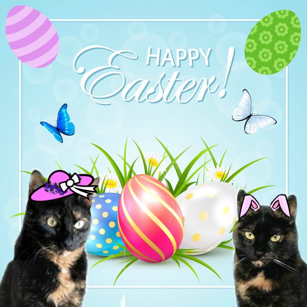 easter-cats