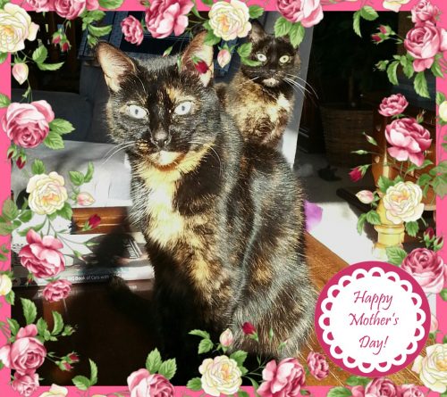 mothers-day-cats