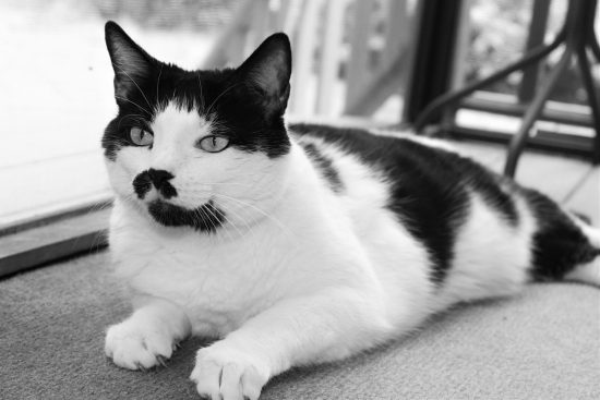 black-and-white-cat-charlie-chaplin