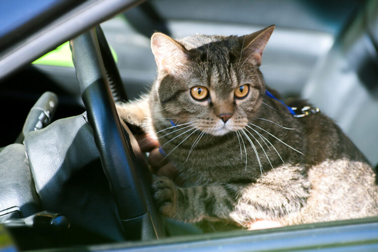 cat-in-car