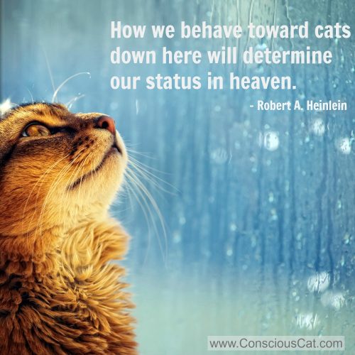 behave-toward-cats