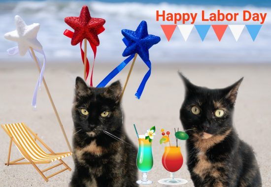 labor-day-cats-beach