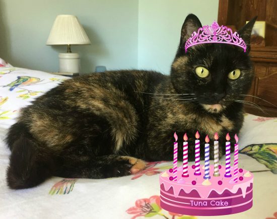 cat-birthday