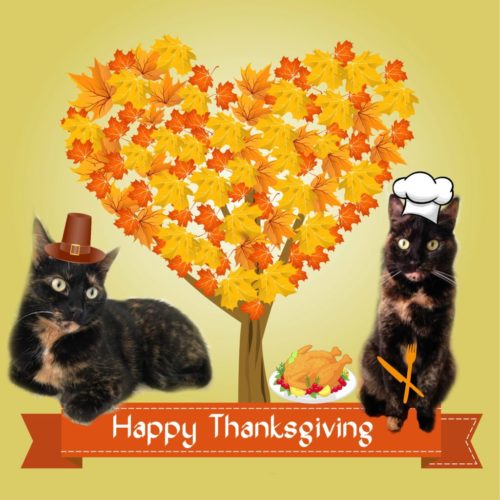 thanksgiving-cats